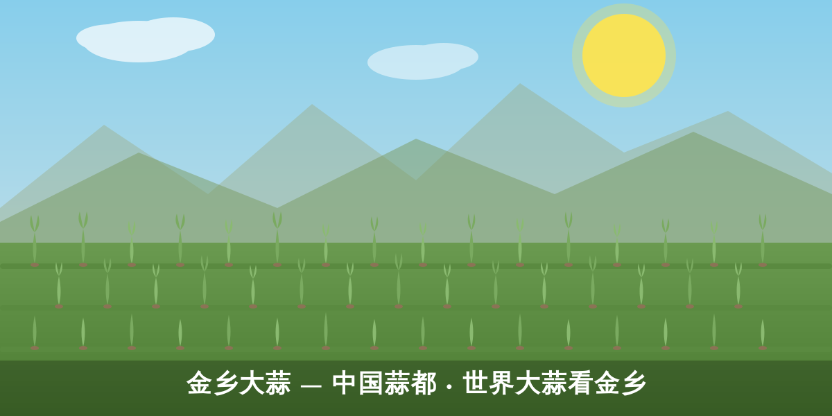 山东金乡大蒜产地