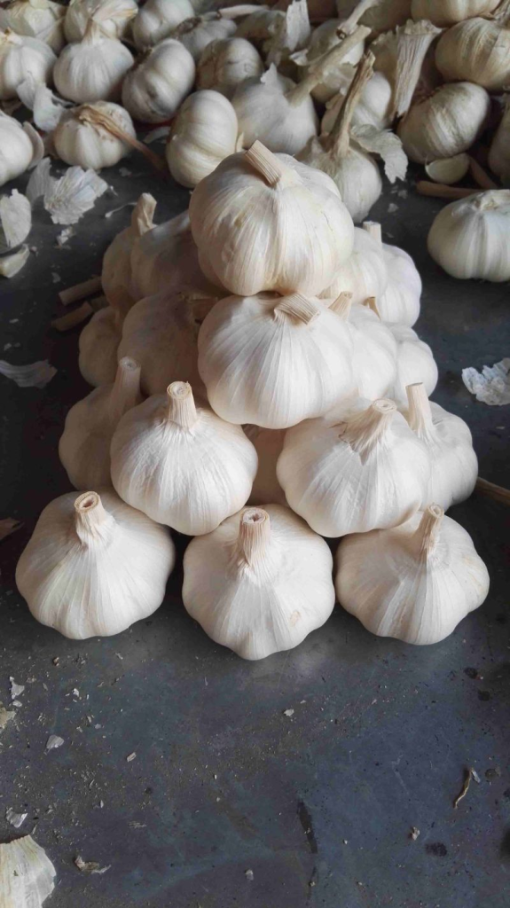 White Garlic from Jinxiang, China