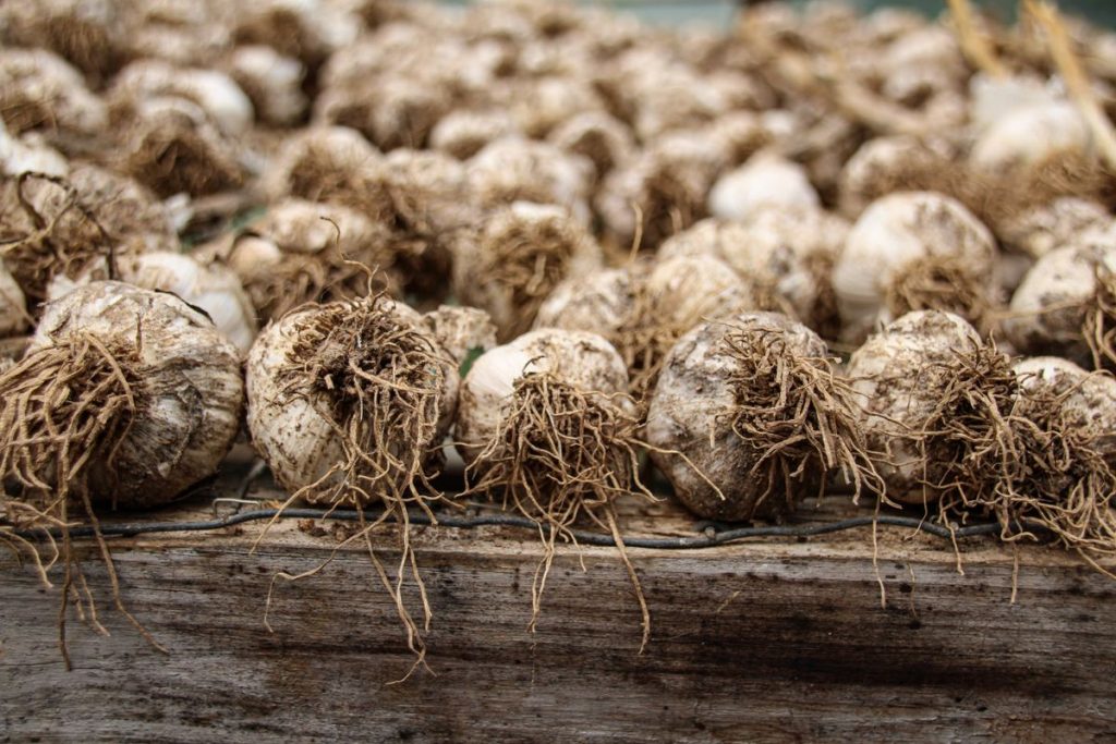 Freshly harvested garlic bulbs drying on a wooden surface
